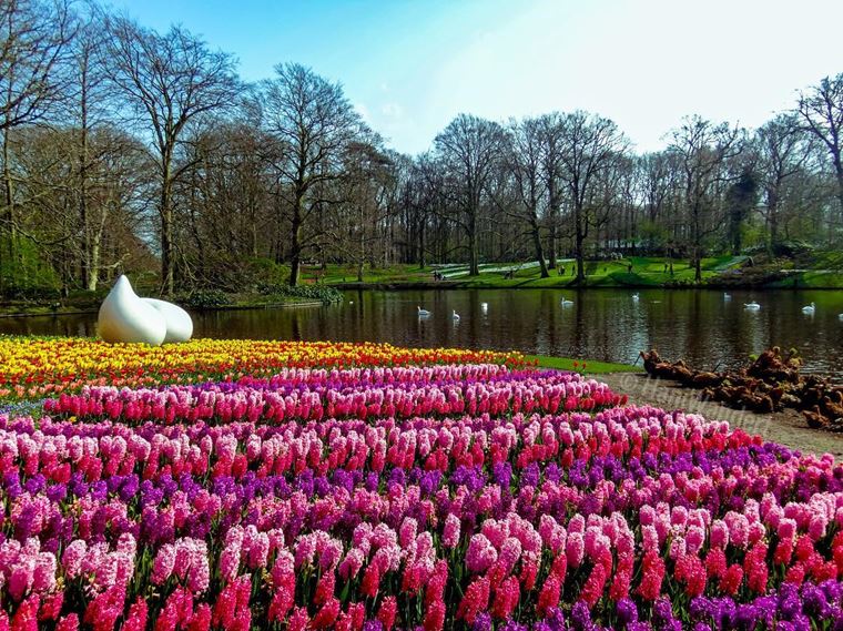 Красивые парки и сады мира - Кёкенхоф в Нидерландах