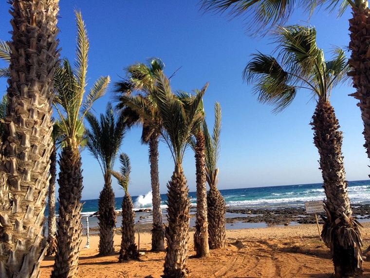 Лучшие пляжи Кипра: пляж Кермия с высокими пальмами