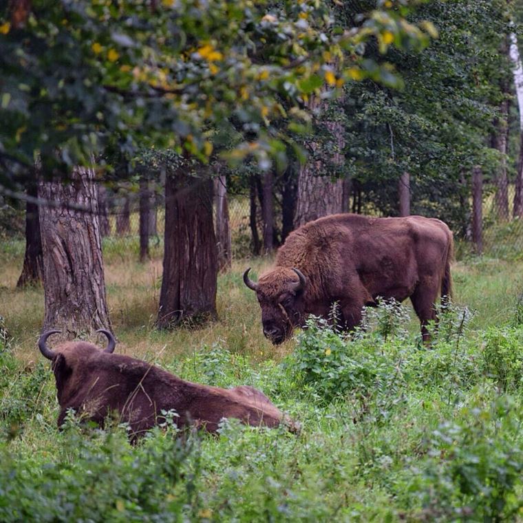 Экологические маршруты России: Приокско-Террасный заповедник