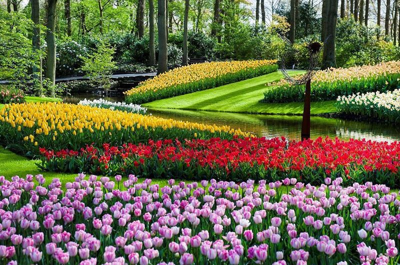 Парк Кёкенхоф в Нидерландах весной 2018 года