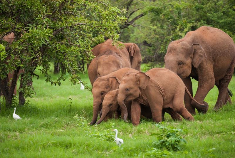 Shangri-La’s Hambantota Golf Resort & Spa - слоны в национальном парке на сафари