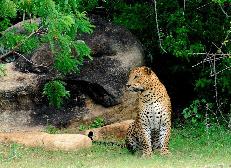 Shangri-La’s Hambantota Golf Resort & Spa - дикие леопарды