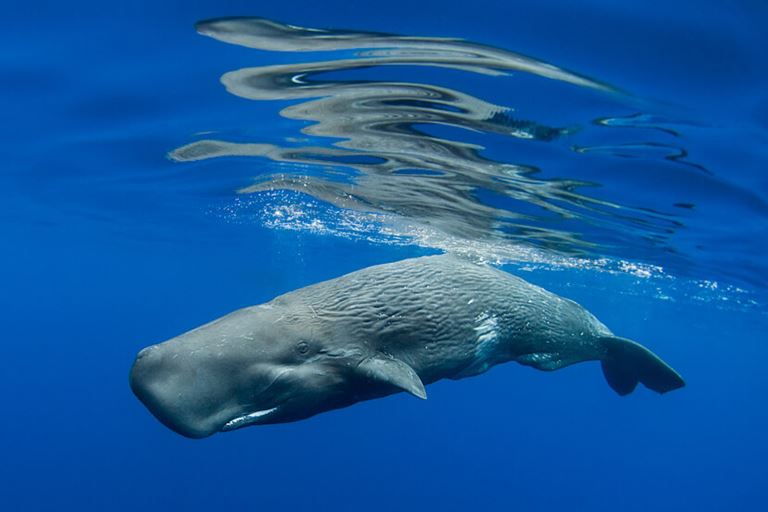 Отдых на острове Тенерифе летом - Встреча с китами