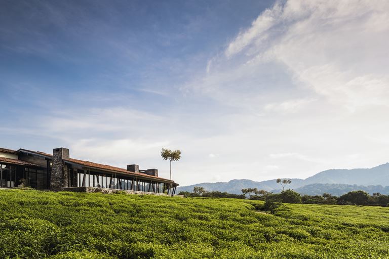 Открытие курорта One&Only Nyungwe House в Руанде - природа 