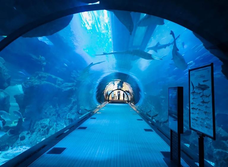 красивые места в Дубае для ярких и необычных фотографий - Дубайский аквариум и подводный зоопарк