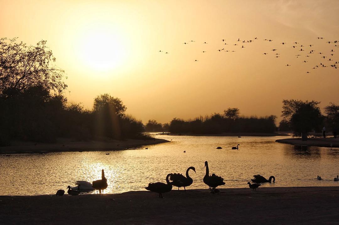 Insta-места: где делать фото красивых закатов в Дубае – Заповедник Аль-Мармум