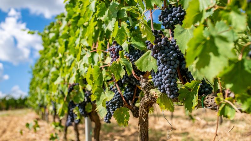 Шефство над виноградниками и оливковыми деревьями: как стать фермером в Toscana Resort Castelfalfi