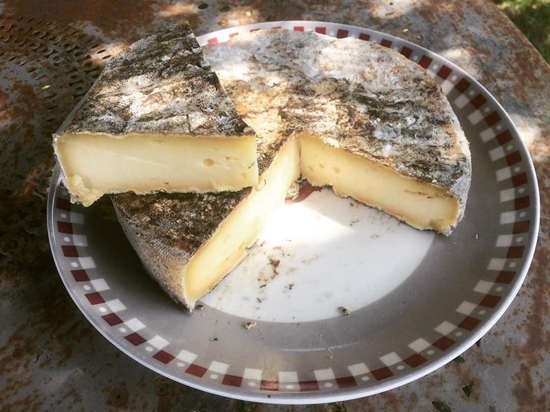 Сорта французского сыра - Сен-Нектер, полумягкий с серой плесенью