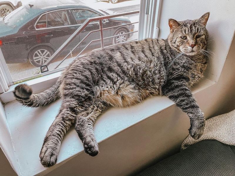 Толстый кот, ставший звездой Инстаграма, помогает собирать деньги для других кошек 