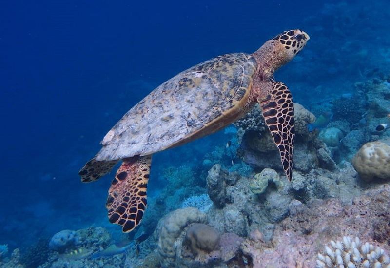 Мальдивский отель предлагает гостям «усыновить» кораллы