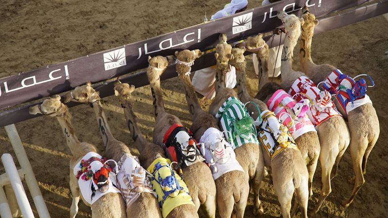Интересные факты о Дубае - верблюжьи бега