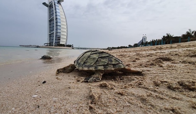 Интересные факты о Дубае - забота о черепахах
