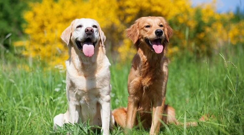 Неудобные собаки породы-отказники - лабрадор и голден ретривер