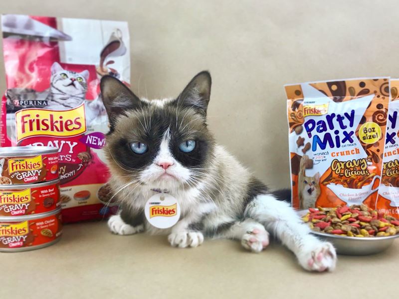 10 фактов о «сердитой кошке» Grumpy Cat - реклама Friskies 