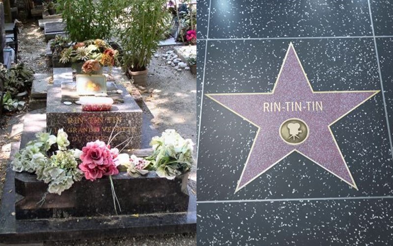 Рин Тин Тин - могила в Париже и звезда в Голливуде